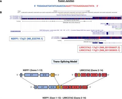 Chimeric RNAs reveal putative neoantigen peptides for developing tumor vaccines for breast cancer